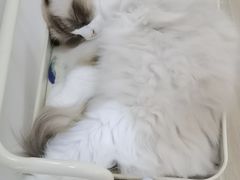 -李小姐の猫咖啡馆(五角场店)