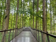 -黄海国家森林公园