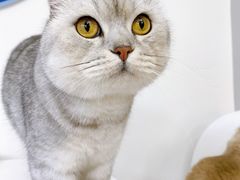 -喵的天空名猫咖啡馆·撸猫·猫舍·用品