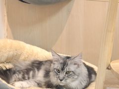 -马小毛老上海里脊肉(南翔印象城店)