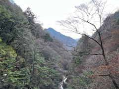 -朱雀国家森林公园