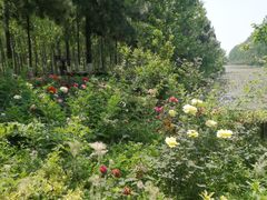 -合肥滨湖国家森林公园