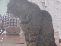 -猫小院猫主题餐厅(南锣旗舰店)