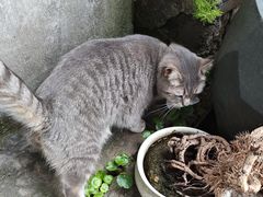 -建军奶油排骨