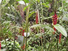 -中国科学院西双版纳热带植物园