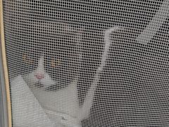 -纳吉亚猫专科动物医院·北北分院