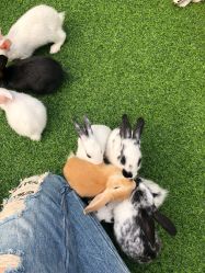 -萌宠亲子动物乐园(槐房万达店)