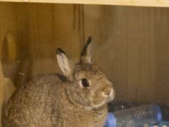 -RU DUCK柯尔鸭公社·撸鸭俱乐部·羊驼·小香猪