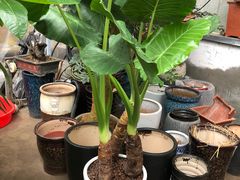 -龙大花卉苗木市场