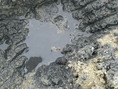 -红树林天天赶海
