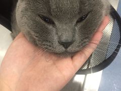 -伟伟宠物医院·CT影像中心·瑞派犬猫综合性门诊(汉口总院)