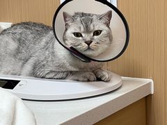 -瑞派康怡24h宠物医院·犬猫医疗中心·微创绝育(瑞景分院)