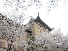 -武汉大学-樱园