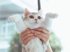 -爱妮康宠物医院·干细胞免疫细胞·肿瘤·心脏(张江店)