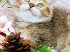 -十年猫舍·猫咪专门店(普陀店)