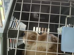 -宠颐生猫科·内科皮肤科(西平世纪城店)