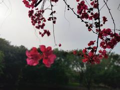 -非烤勿扰自助烤肉(东城时尚店)