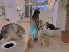 -李小姐の猫咖啡馆(五角场店)
