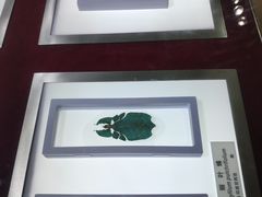 -上海昆虫博物馆