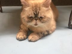-猫色咖啡·猫咖