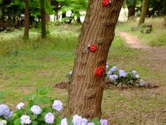 -上海共青森林公园