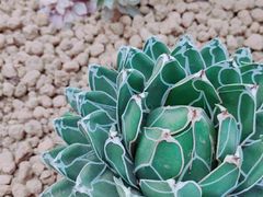 -郑州植物园