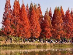 -白鹭湾湿地公园