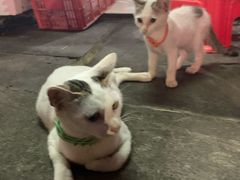 -正宗棉湖甜汤春卷店