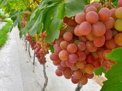 -金谷域澳洲庄园