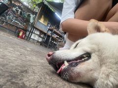 -柴犬高等学院·狗咖·柴犬售卖·宠物训练