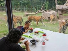 -上海野生动物园老虎餐厅