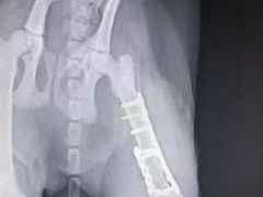 -伟伟宠物医院·CT影像中心·瑞派犬猫综合性门诊(汉口总院)