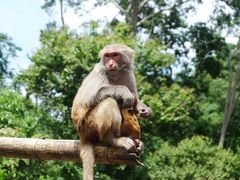 -西双版纳原始森林公园