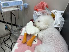 -御宝贝24h宠物医院·转诊中心·CT核磁血透中心(厦门总院)