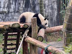 -红山森林动物园