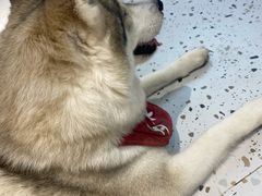 -Husky Go!哈士奇体验馆·宠物咖啡厅狗咖