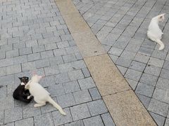 -圣心大教堂