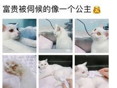 -瑞派·关忠动物医院(国瑞店)