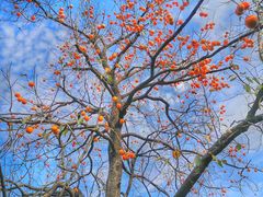 -即墨鹤山风景区
