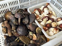 -野菌皇海景野生菌火锅(滨海大道店)
