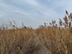 -盐城丹顶鹤湿地生态旅游区