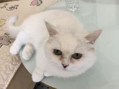 -柚子猫舍·精品猫舍购猫·猫咪认养·购宠·宠物店