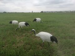 -盐城丹顶鹤湿地生态旅游区