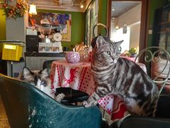 -泉寿司(万科公园店)