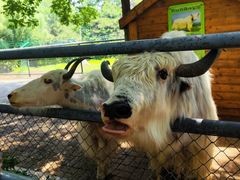 -长白岛森林公园