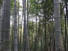 -宁波浙东大竹海景区