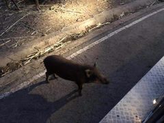 -清迈夜间动物园