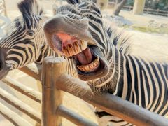 -野生动物园-停车场