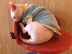 -猫腻·猫咖·撸猫馆(星光大道店)