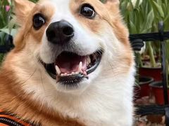 -天使宠物医院·犬猫分诊(彩虹店)